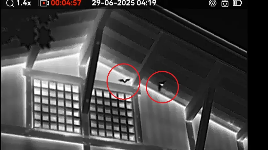 長野県の現場にて、建物侵入前に周囲を旋回（スウォーミング）するコウモリの熱源をサーマルスコープで捉えた映像。肉眼では見えない侵入直前の動きを可視化している。