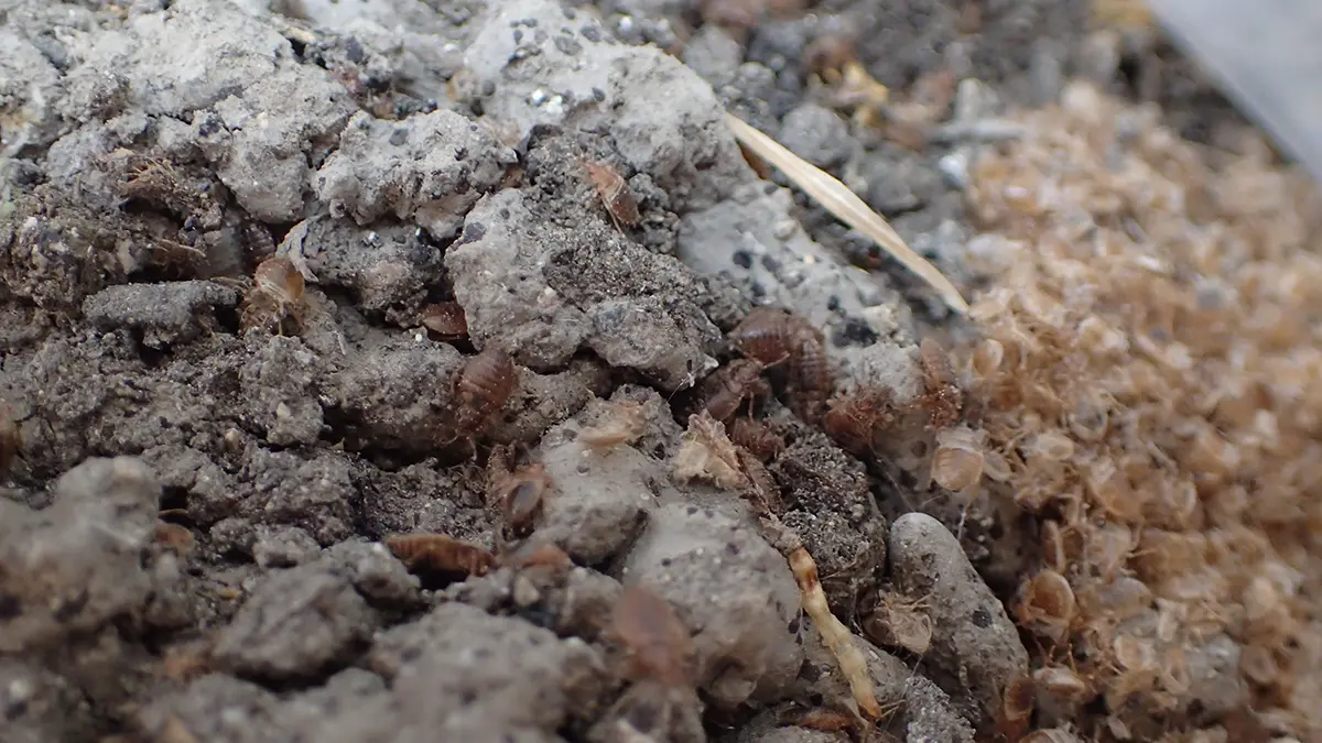 ツバメの巣から検出されたツバメトコジラミの集塊
