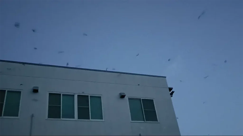 2025年8月8日の明け方、長野県麻績村の建物において、300頭を超える規模のアブラコウモリが形成した出産哺育コロニーへ帰還し、空を埋め尽くすように旋回する様子。巣立ち後の若獣も加わり、個体数が最大に達した瞬間を記録したもの。