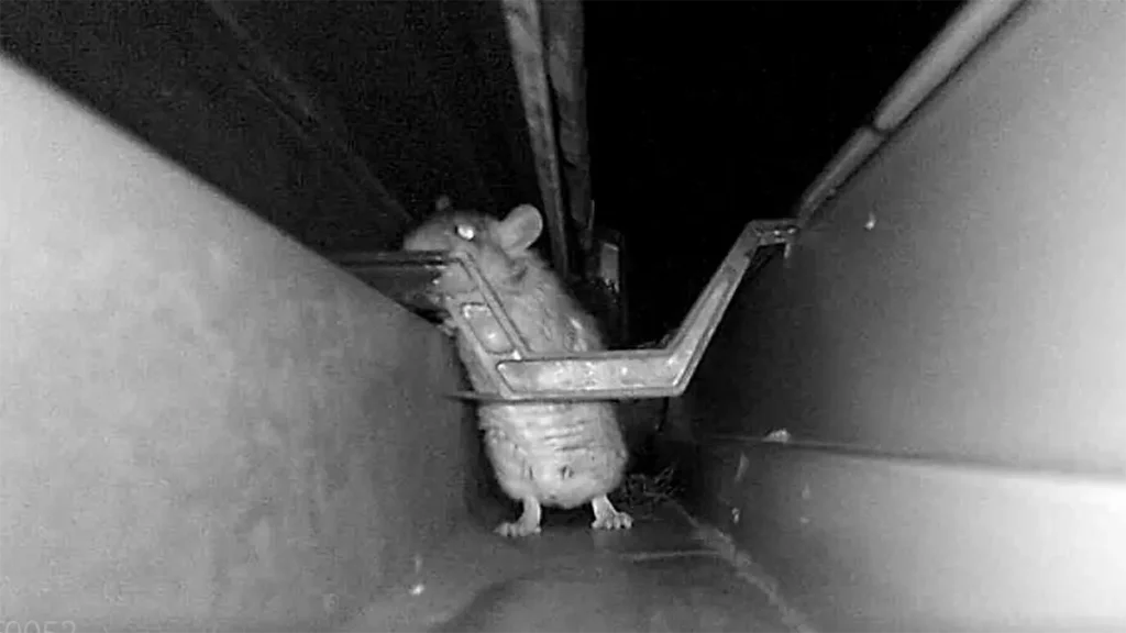 トレイルカメラが捉えた、夜間に雨どい（たてどい支持具）を登るネズミの姿。画面上部にカメラ設定が表示されている。