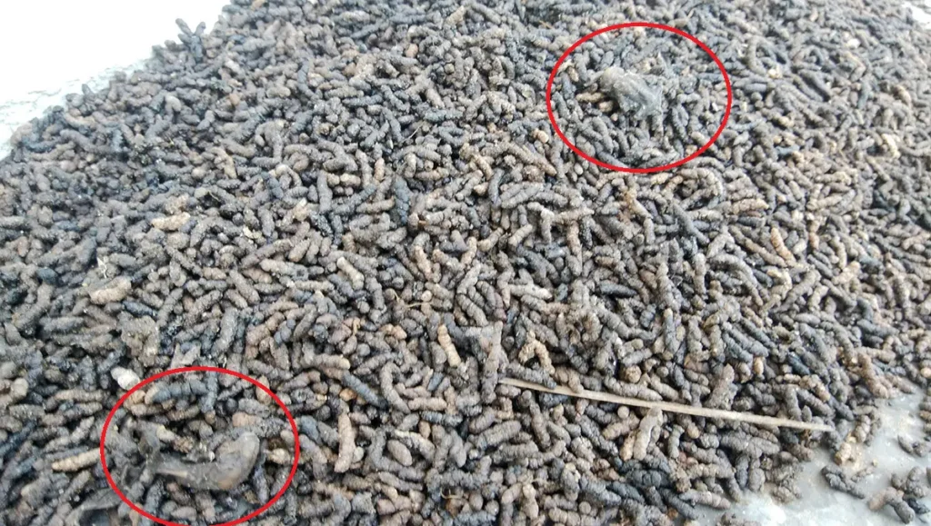 長野県松本市のコウモリ繁殖コロニー直下にある糞の堆積とねぐらから落下した幼獣の死骸