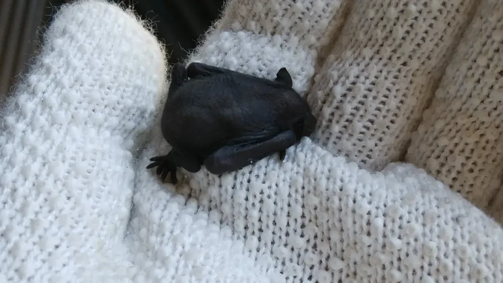 長野県松本市で確認されたねぐらから落下した無毛状態のコウモリの幼獣