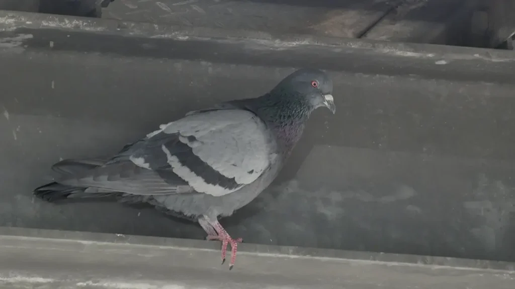 住宅や倉庫のH鋼（鉄骨）の上に止まっている1羽のドバト