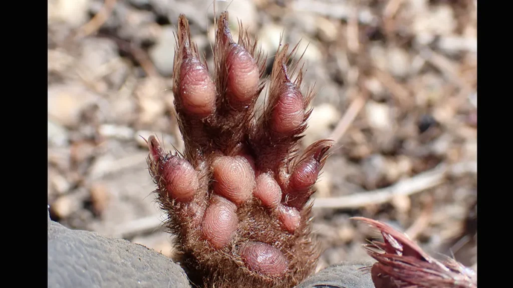 イタチの足裏のアップ。5本の指と、鋭い爪、肉球の形が鮮明に写っている