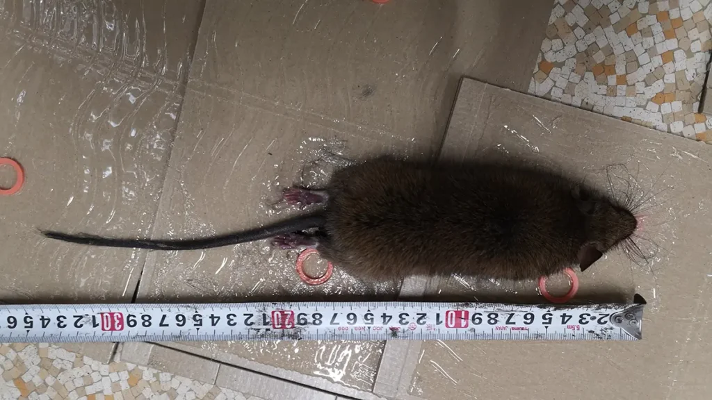 粘着シートの上で横たわるクマネズミ。その横に赤いメジャーが置かれ、頭の先から尾の先端までが約34cmであることを示している。