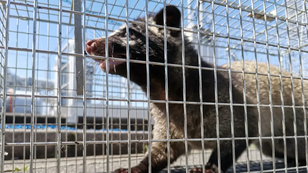 捕獲カゴの中でこちらを見つめるハクビシン。鼻筋に白い線がある特徴が鮮明に写っている。