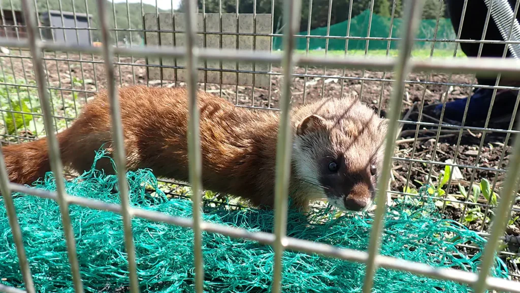 捕獲カゴの中で周囲を警戒するイタチ。細長い体と褐色の毛並み、目の周りの濃い模様が確認できる。