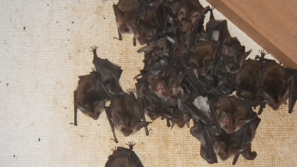 長野県大町市の建物小屋裏収納をねぐらとするウサギコウモリの繁殖コロニー