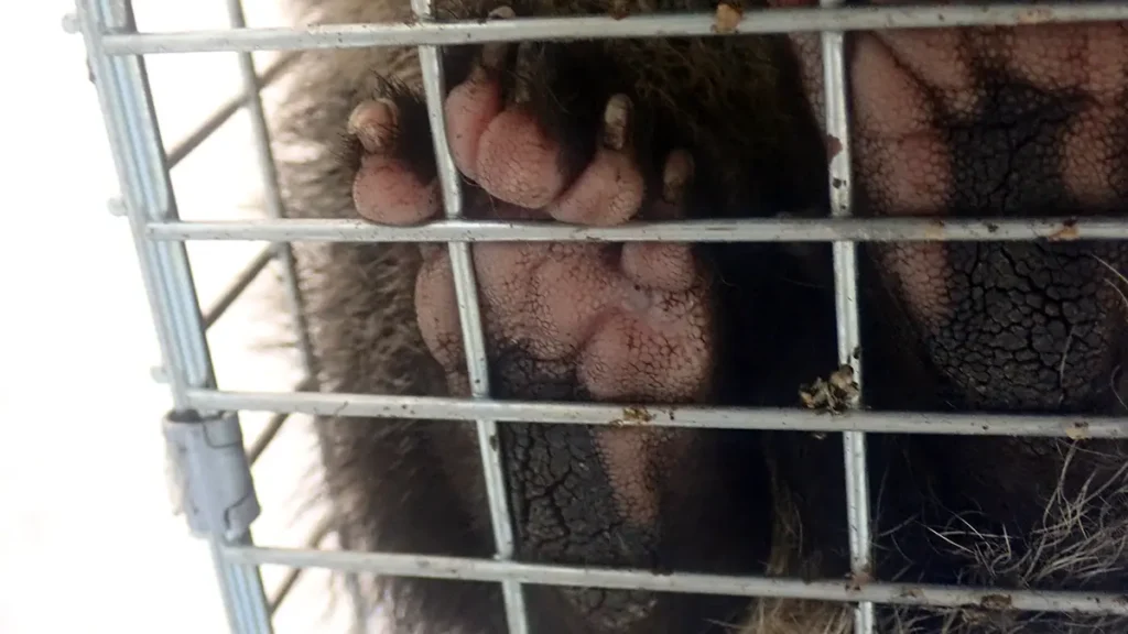捕獲カゴ越しに見えるハクビシンの足裏。厚みのある肉球と、特徴的な指の並びが確認できる。