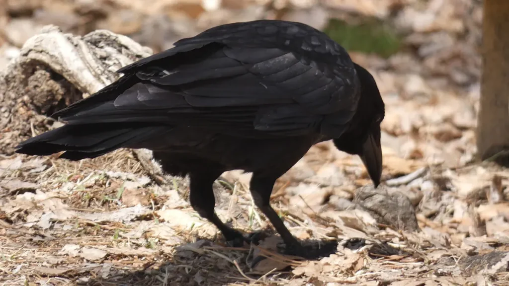 shiojiri-karasu-field