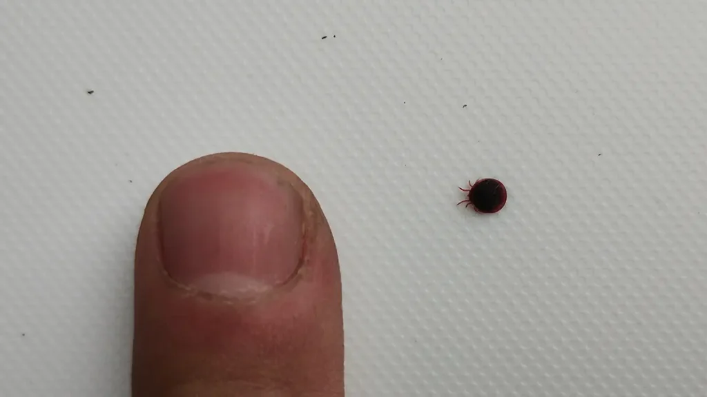 [写真]白い背景に置かれた赤みを帯びたコウモリマルヒメダニと、比較用の人の親指。