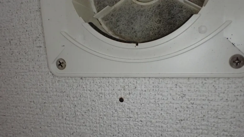 [写真]屋内の白い壁面に設置された換気扇カバーの下部に付着するコウモリマルヒメダニ。