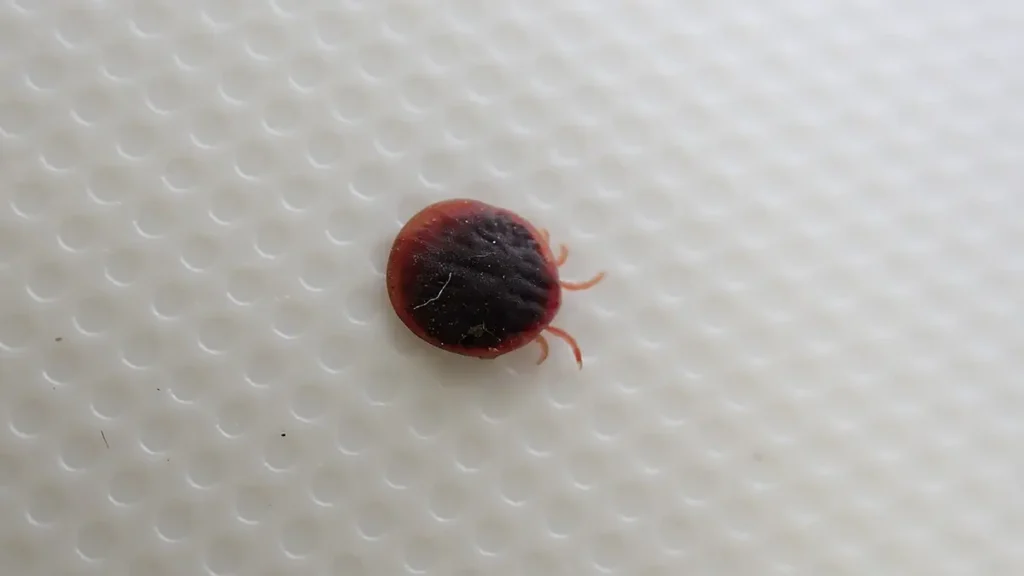 [写真]白い背景の上に置かれた、外縁部が赤みを帯びたコウモリマルヒメダニの背面。