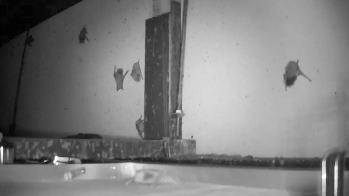 長野県のコウモリ被害と駆除を、現場写真で読み解くガイド 71 長野県安曇野市の建物の天井裏に設置された暗視カメラの映像。壁面に複数のアブラコウモリが止まっており、下部では1匹が歩いて移動している様子が記録されている。