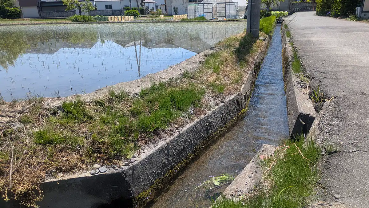 長野県のコウモリ被害と駆除を、現場写真で読み解くガイド 10 住宅街のすぐ目の前にある、水が張られた田んぼと用水路の風景。このような水場はコウモリのエサとなるユスリカなどの昆虫が大量に発生するため、絶好の狩場(エサ場)となることを示している。