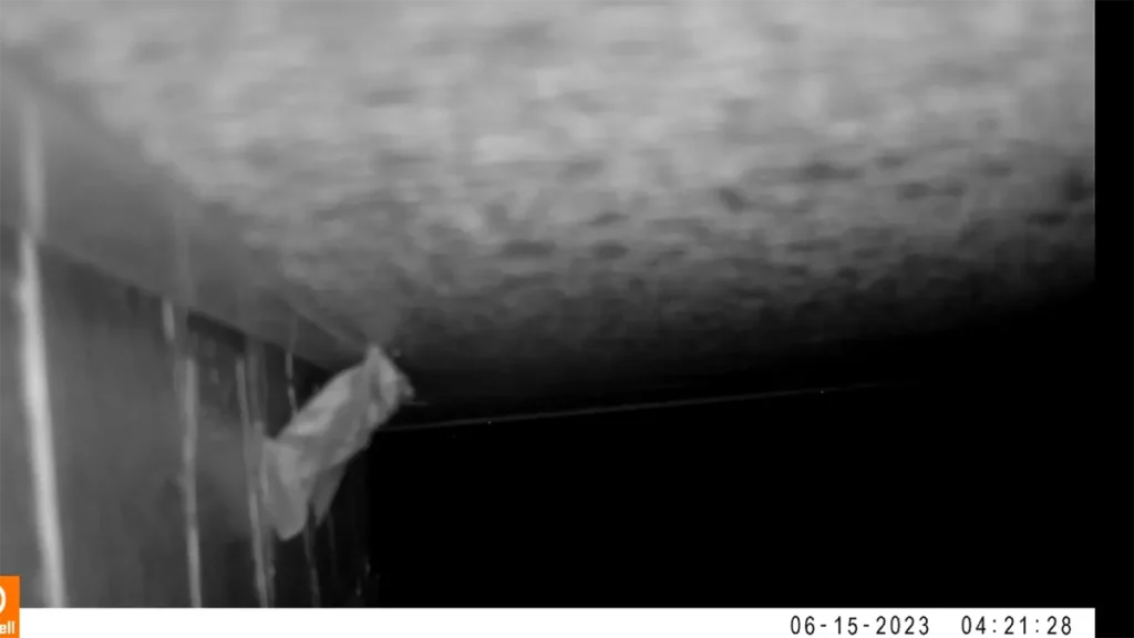 長野県のコウモリ被害と駆除を、現場写真で読み解くガイド 51 暗視カメラで捉えた、長野県の住宅のわずかな隙間に鋭い爪を引っ掛けて侵入を開始するコウモリ。
