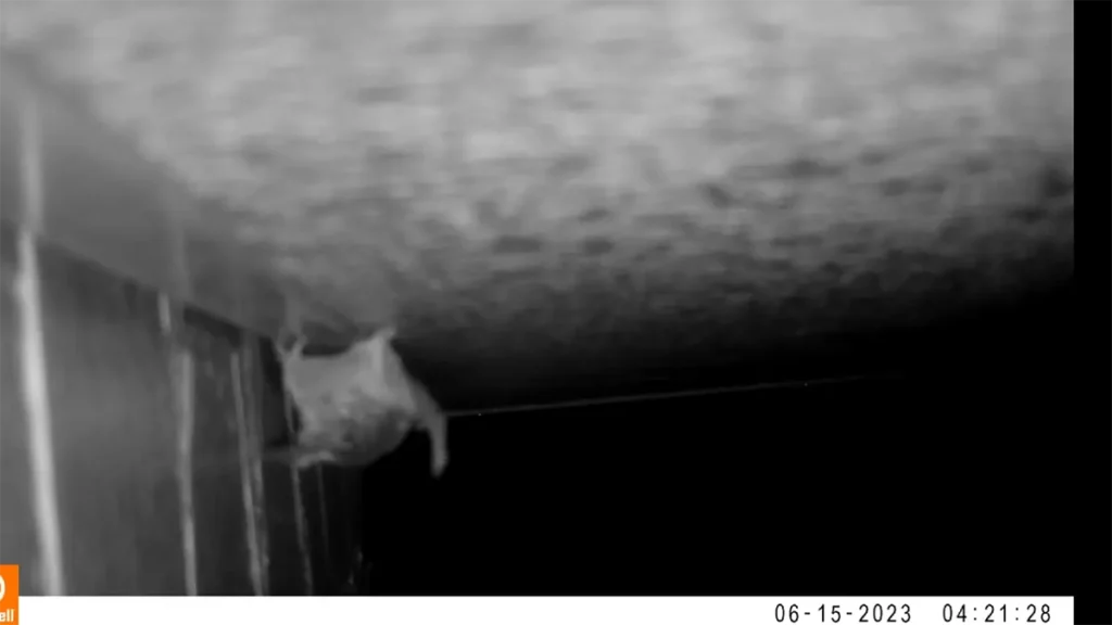 長野県のコウモリ被害と駆除を、現場写真で読み解くガイド 52 隙間に頭部をねじ込み、外側の爪を支点にして体を引き上げようとするコウモリ。