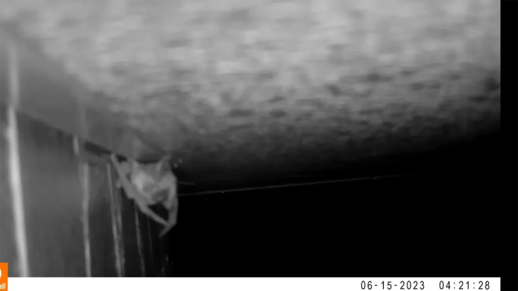 長野県のコウモリ被害と駆除を、現場写真で読み解くガイド 53 翼の先端にある爪を建材の奥に引っ掛け、それを支点に体をさらに隙間へ押し込むコウモリ。