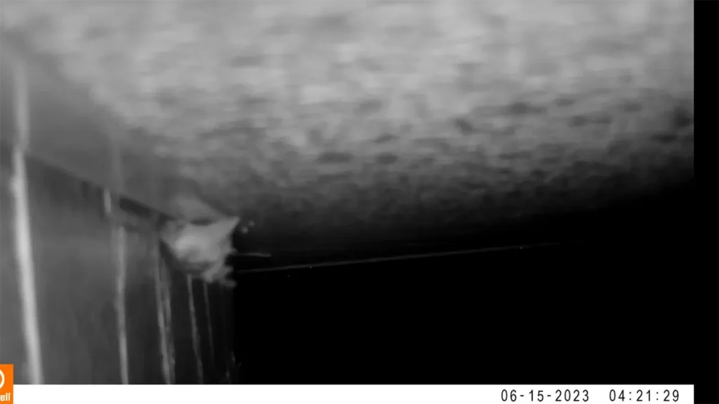 長野県のコウモリ被害と駆除を、現場写真で読み解くガイド 54 体の半分以上が隙間に吸い込まれ、骨格を折りたたんで侵入するコウモリ。
