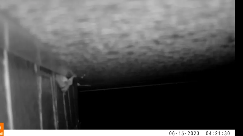 長野県のコウモリ被害と駆除を、現場写真で読み解くガイド 55 体の大部分が隙間に入りきり、最後の下半身を滑り込ませようとしているコウモリ。