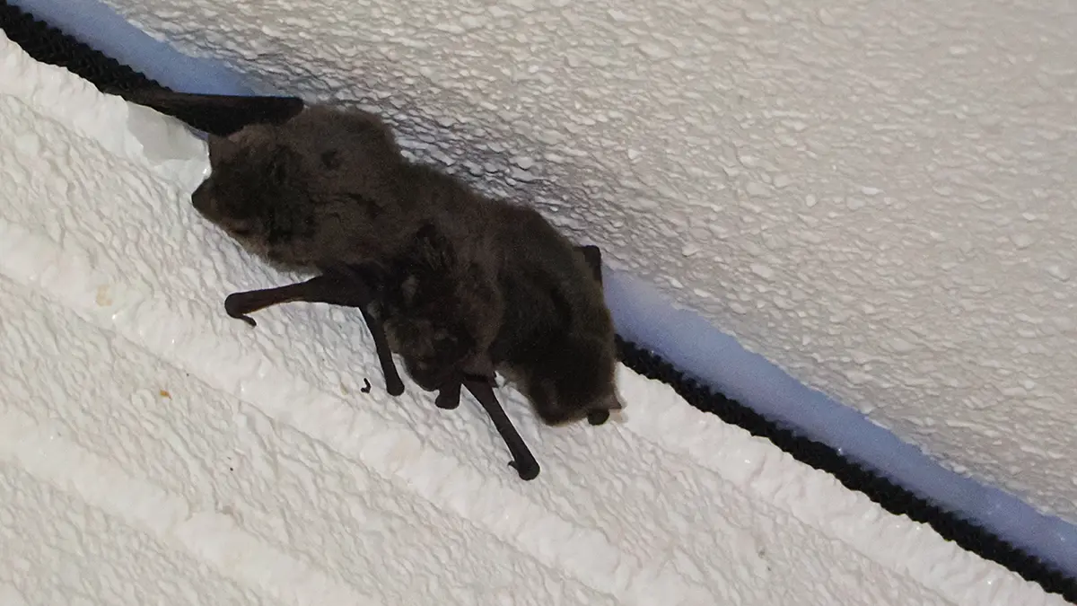 長野県のコウモリ被害と駆除を、現場写真で読み解くガイド 19 建物の外壁と軒天の隙間に設置された黒い樹脂製通気材(メッシュ状の素材)に、複数匹のコウモリがしがみついている写真。対策用の資材が意図に反してコウモリの足場となり、ナイトルースト(夜間の休憩場所)として利用されている状態。