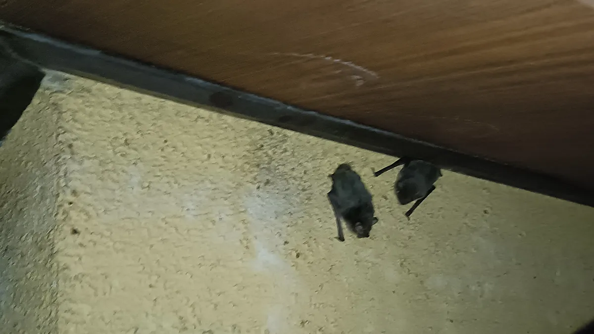 長野県のコウモリ被害と駆除を、現場写真で読み解くガイド 42 長野県上田市の住宅で撮影。100頭以上が棲みついた外壁の通気層の隙間から、2匹のコウモリが外へ姿を現した様子。