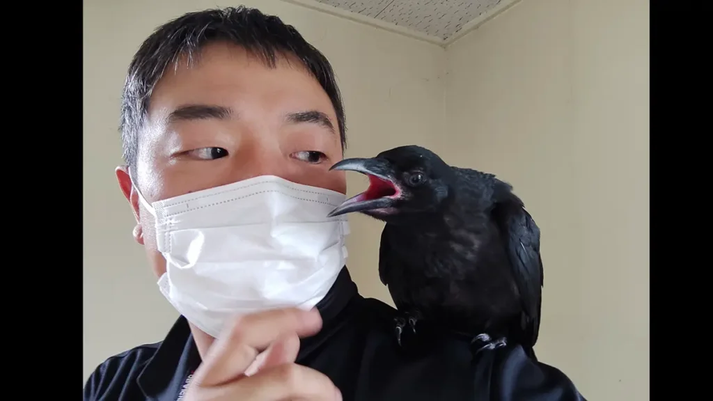長野県のコウモリ被害と駆除を、現場写真で読み解くガイド 73 肩に乗ったカラスの子供と顔を見合わせる専門家の山岸淳一。コウモリ以外の野生動物とも適切に接する姿勢を表現した一枚。