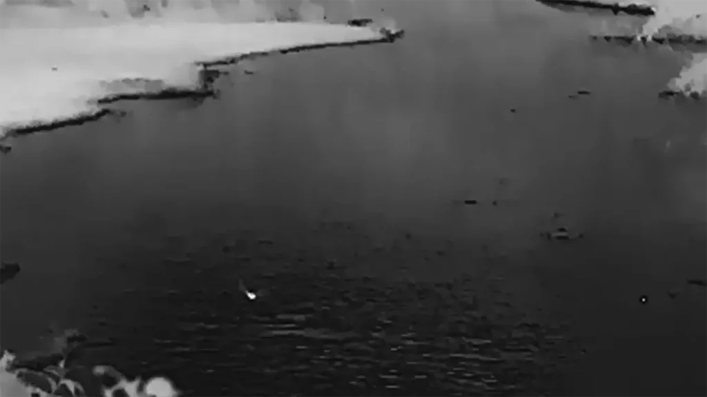 上高地の川の上を飛ぶコウモリのサーマル映像