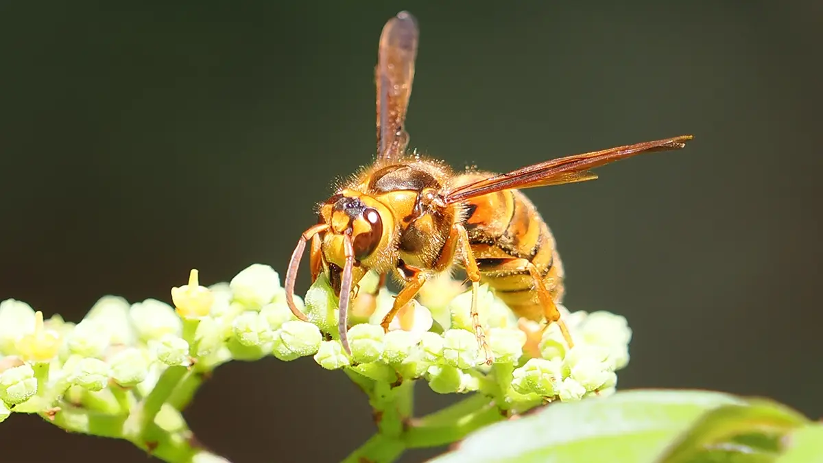 長野県のコウモリ駆除・野生動物対策専門家|かわほりプリベント 43 bee on white flower
