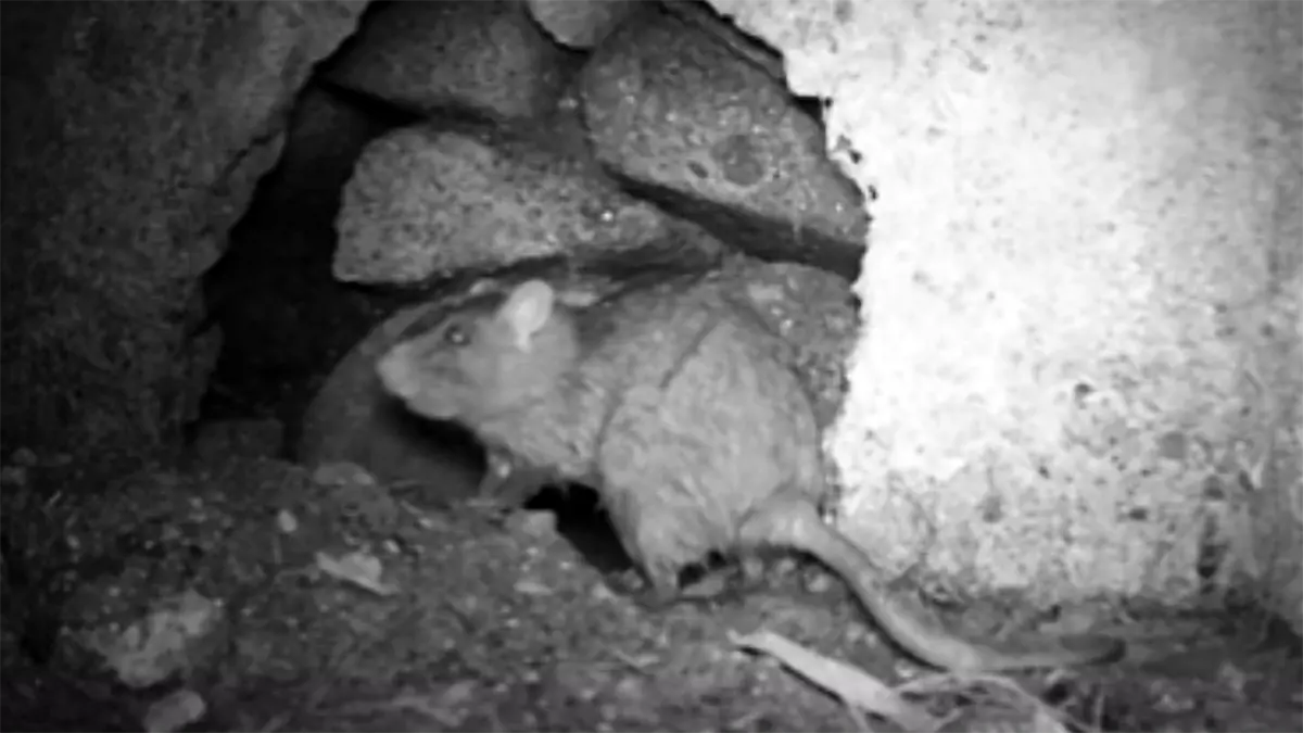 長野県のコウモリ駆除・野生動物対策専門家|かわほりプリベント 42 rat night shot