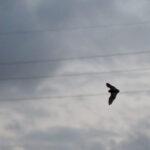 batsky