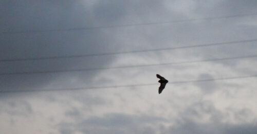 batsky