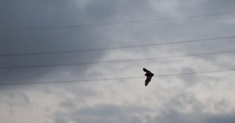 batsky